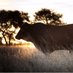 Meatco Namibia (@meatco_namibia) Twitter profile photo Meatco Namibia (@meatco_namibia) Twitter profile photo