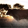 Meatco_Namibia's profile picture. Meat Corporation of Namibia, locally known as MeatCo is the largest exporter of prime beef in Namibia