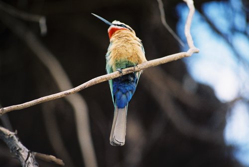 Mellophonous's profile picture. Communicator, unfrequentor, accordion owner, music lover, family man