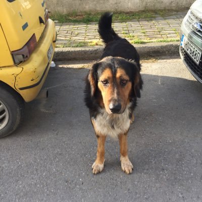 akatsik's profile picture. waiting for democracy Δικηγόρος λόγω κακού επαγγελματικού προσανατολισμού. Στην Αλεξ/πόλη γιατί ΠΑΟΚ εισαι