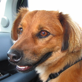 wiley_the_dog's profile picture. I live with @woods and @stephwoods