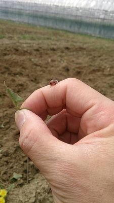 こんにちは。
2016年4月、サラリーマンが山梨県の600坪の農地を借りて農業始めました。
わからないことだらけですが、やってみたくなったのでやります。美味しいフルーツ、美味しい野菜で特産品を作っていきたいです。農家さんの跡取り問題とか難しいことまでわかりません。とりあえず、山梨県でカルソッツ祭り的なことやりたいです。