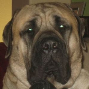 misterpeabody's profile picture. I'm a big, goofy English Mastiff. I love toys & sticks & carrots. I live with a Great Dane named George and my pet rabbit, Milk Bone. https://t.co/6JbyAe11ZE