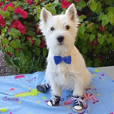 Hello, I'm Wally. I'm a 8 year old Westie from Scottsdale, Arizona and I'm a Therapy Dog in training. Please follow me on my journey!