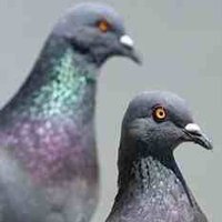 2pigeons(@twopigeonsmovie) 's Twitter Profile Photo