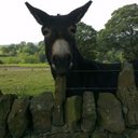 Ian Weston - @wes6527 - Twitter