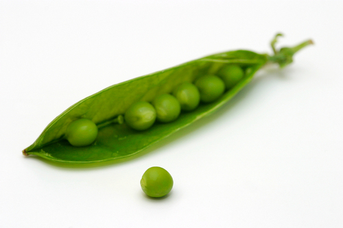 homegrownexp's profile picture. An Organic and Sustainable Food and Wine Event. 
August 21st, 2011 Nicollet Island Pavilion- Mpls, MN