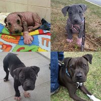 Tuathae de danaan (@tb69rr) 's Twitter Profile Photo