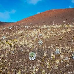 The Friends of Haleakalā is a volunteer organization dedicated to supporting the Haleakalā National Park on the island of Maui. Join us backpacking!