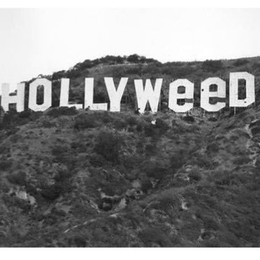 HollywoodHemp Profile Picture