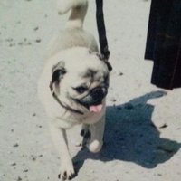 Kate For Dogs (@katefordogs) 's Twitter Profile Photo Kate For Dogs (@katefordogs) 's Twitter Profile Photo