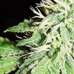 Bringing you top shelf strains right to your feed____, dont own photos