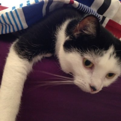 SpooniePhD's profile picture. A #genderfluid #spoonie #PhD student with #chronicillness #chronicpain #ulcerativecolitis #autoimmune #migraine #sciatica tweeting #PhDlife, academia & cats