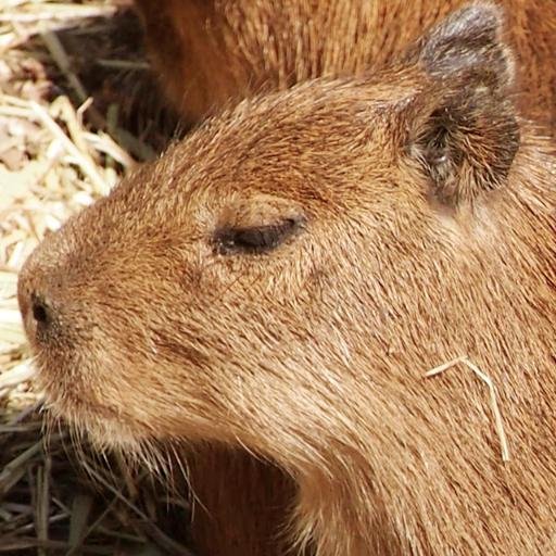 旅行行きたい動物
モンハンはライズが好き