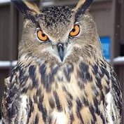 Расул Фаин (@sandischenscon) 's Twitter Profile