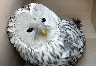 laulesle83's profile picture. юрист