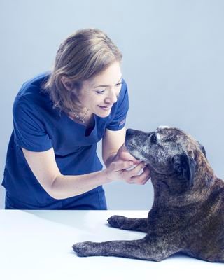 liverpool_vets's profile picture. caring for our city's pets and their families