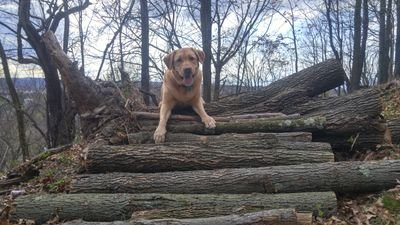 trailmanNate's profile picture. 