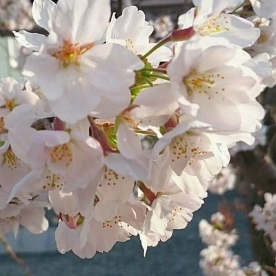 読書をしたり温泉に行ったり美味しいものを食べてお酒をのんだりとのんびりしたい夏。食欲睡眠食欲。どうか万年筆とインクをください。