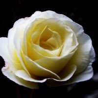 lugator42's profile picture. 