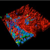 Ogle Lab (@oglelab) 's Twitter Profile