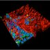 Ogle Lab (@oglelab) Twitter profile photo Ogle Lab (@oglelab) Twitter profile photo