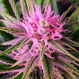 Advocating the legalization of medical marijuana in all 50 states