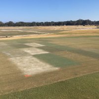 UF IFAS Turfgrass (@ufturfteam) 's Twitter Profile