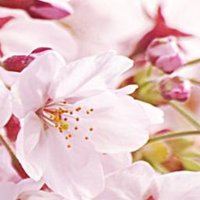 みきてぃ (@e_mikitea) 's Twitter Profile