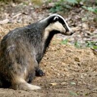 Harlow Badger Group (@harlowbadgers) 's Twitter Profile
