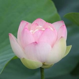 きれいなお花画像bot Sdk12 Twitter きれいなお花画像bot Sdk12 Twitter