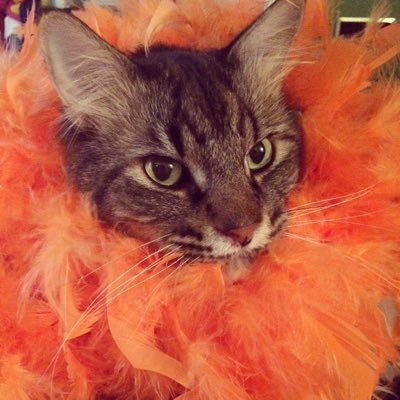 ConquerorAscot's profile picture. Just a giant cat trying to make a living.