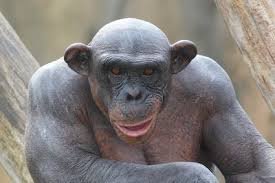 Just a monkey sitting stoned finding his high! want a banana or a bowl?
