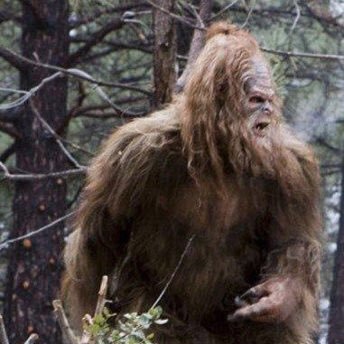 Giving you squatch facts all day everyday so that you might find yourself a Sasquatch