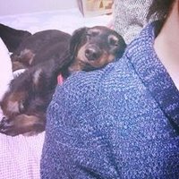 しみずゆうや (@simys_zoo) 's Twitter Profile