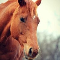 Doxa Extreme Rodeo (@doxaxtremerodeo) 's Twitter Profile Photo