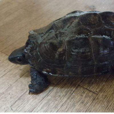 UOTAMI1108's profile picture. 中３/fischer’s最高(ｼﾙｸ/ﾝﾀﾞﾎ/ﾏｻｲ)/勿論ウオタミ/ウオタミの方follow大歓迎/fischer’sに会いたい/本垢→@asagohan1108