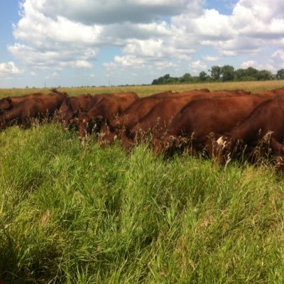 A family run regenerative farming system focusing on soil, grassland and animal health. We supply gourmet grass-fed meats and quality forage only genetics!