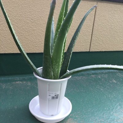 アロエベラさんのプロフィール画像