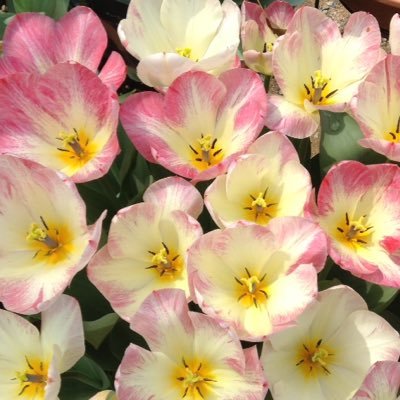 XnoteDarkse's profile picture. Miitomoフレンド募集