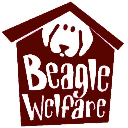 Beagle Welfare UK promotes responsible beagle ownership, aims to prevent cruelty and re-homes this amazing breed. Re-homing centre based in East Staffordshire.