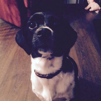 moo_pigscanfly's profile picture. 