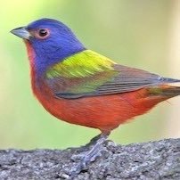 Bunting101's profile picture. 