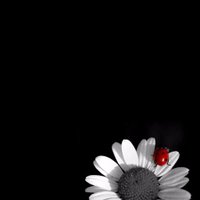 alpler (@alpler_) 's Twitter Profile Photo alpler (@alpler_) 's Twitter Profile Photo