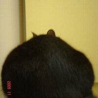 栗本動物病院 (@kurimotoah) 's Twitter Profile Photo