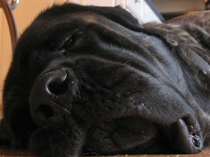 gabewasagooddog's profile picture. 