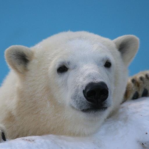 ピリカ７か月の時に出会い、おびひろ動物園～円山動物園～旭山動物園へ通っています。ママになったピリカを見て感動しました。これからもずっと大好きなピリカを中心に、ピリカの子供時代も少しずつ更新します。
初めての子育てもピリカ頑張りました！＊画像の無断使用、無断転載は禁止です