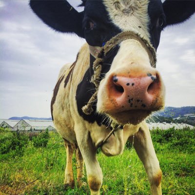 osstanbul's profile picture. kaplumbağayı sev, ineği öp.