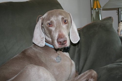 clever6242's profile picture. I work and play sports as well as hunt and fish. That pretty much sums things up.