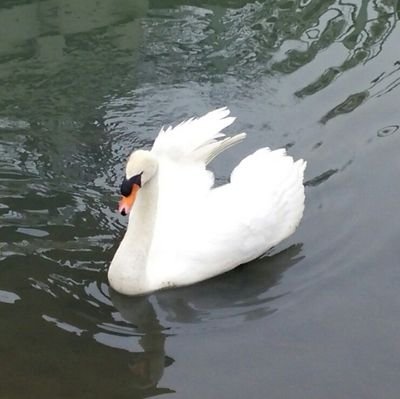 ササキのアイコン
